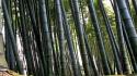 Forest bamboo multiscreen wallpaper
