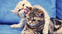 Funny two cats wallpaper