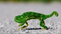 Green animals chameleons reptiles wallpaper