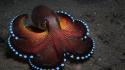 Ocean octopuses sealife cephalopod wallpaper