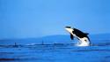 Orca whale jumping wallpaper