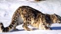 Snow animals leopards wallpaper