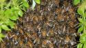 Swarm insects bees wallpaper
