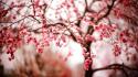 Trees blossoms wallpaper