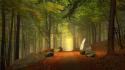 Trees forests paths trail mystical autumn leaves wallpaper