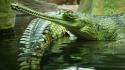 Water animals crocodiles reptiles caiman wallpaper