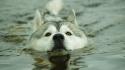 Water animals swimming huskies wallpaper