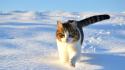 Winter snow cats animals wallpaper