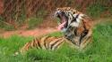 Animals big cats tigers zoo wallpaper