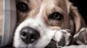 Animals dogs beagle pets miss you wallpaper