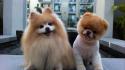 Animals dogs pets pomeranian boo buddy wallpaper