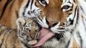 Animals eyes leopards tigers wallpaper