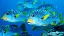 Animals fish underwater wallpaper
