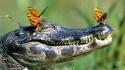 Animals insects crocodiles jaws reptiles butterflies wallpaper