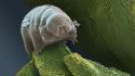 Animals microscopic mites wallpaper