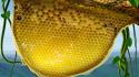 Bee honeycomb wallpaper