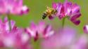Bees flora hymenopthera wallpaper