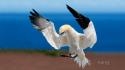 Bing animals birds gannets wallpaper