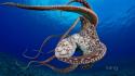 Bing hawaii ocean octopuses underwater wallpaper