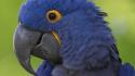 Birds animals parrots hyacinth macaw wallpaper