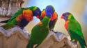 Birds animals rainbow lorikeet wallpaper
