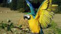 Birds wildlife parrots blue-and-yellow macaws wallpaper