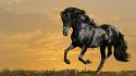 Black horse running wallpaper