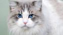Cat blue eyes wallpaper