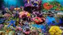 Coral reef wallpaper