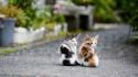 Cute twin kittens wallpaper