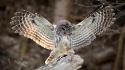 Flying animals owls bird of prey wallpaper