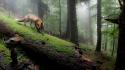 Forests animals foxes wallpaper