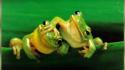Funny frog pictures wallpaper