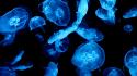 Jellyfish underwater wallpaper
