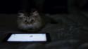 Kittie beds cats ipad tablet wallpaper