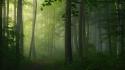 Landscapes nature trees fog morning pathway mystical wallpaper