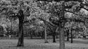 Landscapes nature trees grayscale wallpaper