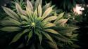 Marijuana plants wallpaper