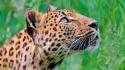 Nature animals grass jaguar leopards wallpaper