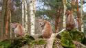 Nature forests animals lynx wallpaper