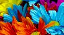 Nature multicolor flowers wallpaper
