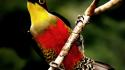 Nature red yellow birds animals wildlife feathers branch wallpaper
