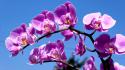 Purple orchid flowers wallpaper