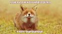 Russian animals foxes meme red fox wallpaper