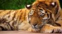 Sleeping tiger pictures wallpaper