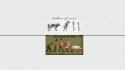 Text animals men funny evolution cows pigs wallpaper