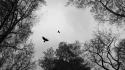 Trees birds grayscale branches wallpaper