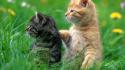 Two funny cats wallpaper
