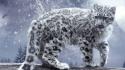 White cats snow leopards irbis wallpaper