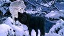 Animals black nature paintings snow wallpaper